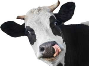 Farmářské trhy kráva