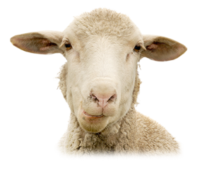 Farmářské trhy ovce